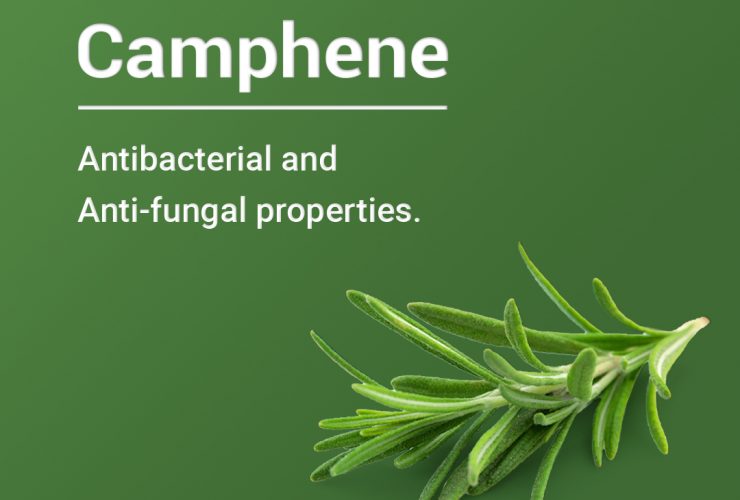 Camphene