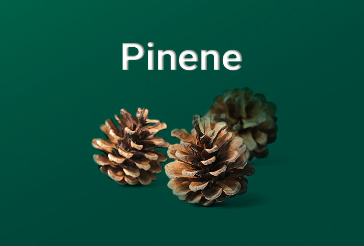 Pinecones.